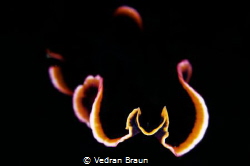 Waves in the dark by Vedran Braun 